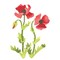 Small Poppy Flower Wall Stencil | 3214A by Designer Stencils | Floral Stencils | Reusable Art Craft Stencils for Painting on Walls, Canvas, Wood | Reusable Plastic Paint Stencil for Home Makeover | Easy to Use & Clean Art Stencil